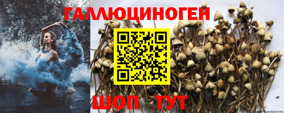 Псилоцибиновые грибы GOLDEN TEACHER Сегежа